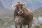 Rund um Klosters und Davos - die sch�nsten H�henwe